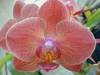 orchidée